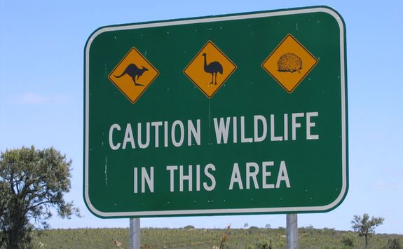 Wildlife sign post