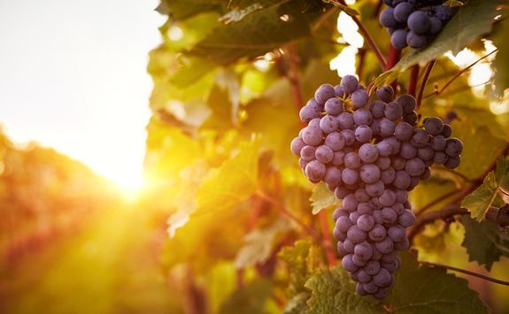 Grapes at sunrise