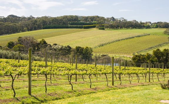 Vineyard in Victoria