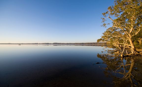 Noosa everglades