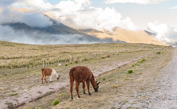 llamas eating in Tucuman, Salta