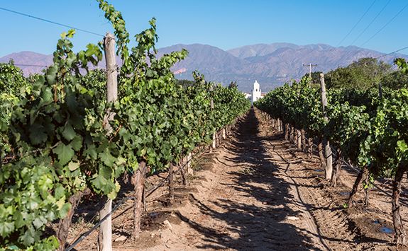 vineyards in cafayate