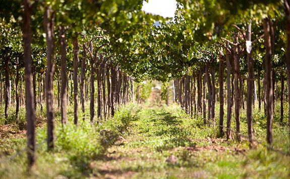 torrontes grapes