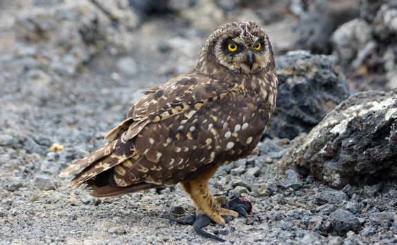 Galapagos Short-Eared Owl