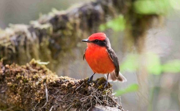 Vermilion Flycatcher
