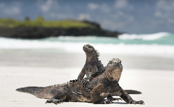 Marine iguanas