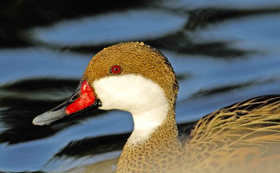 White-cheeked Pintail