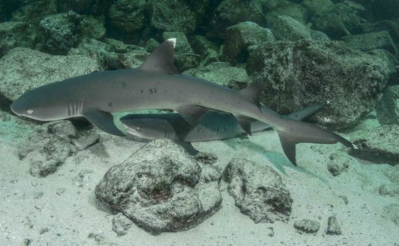 White tip reef shark