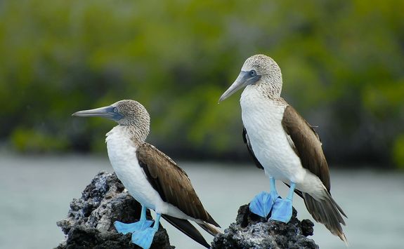 Blue footed boobies