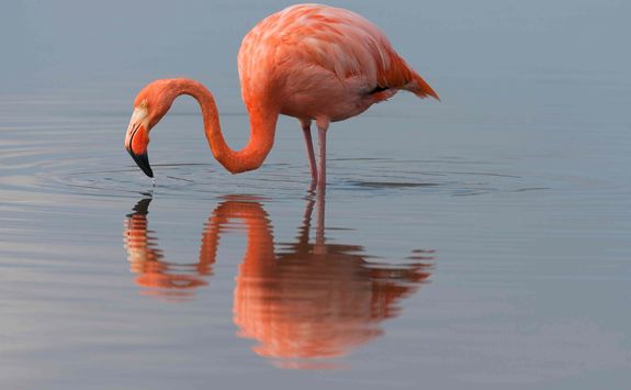 Flamingo in water