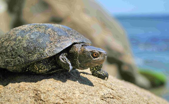 Sea turtle, Galapagos