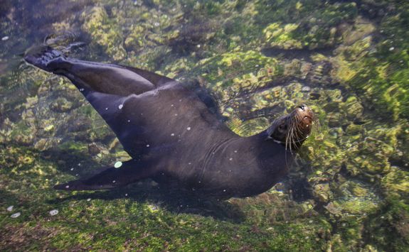 Sea lion, Fernandina Island
