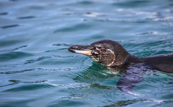 Galapagos penguin swimming