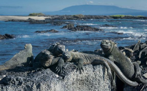 Marine iguana, Fernandina