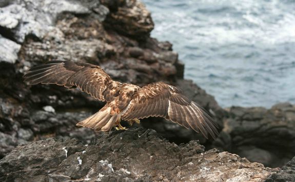 Galapagos hawk