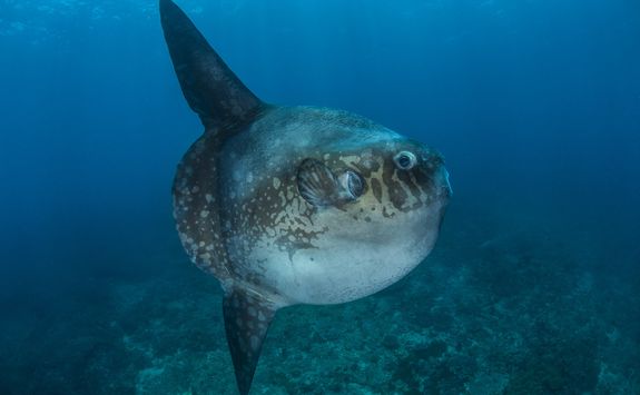 Galapagos sunfish