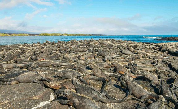 Mass of marine iguanas