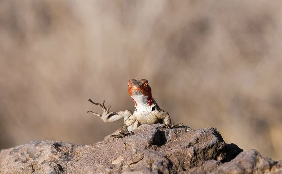 Lava lizard