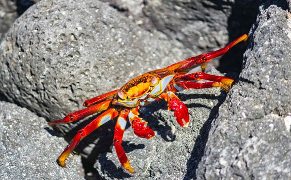 Red rock crab