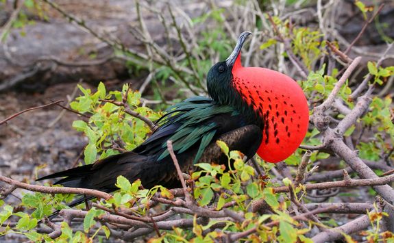 Great frigate bird