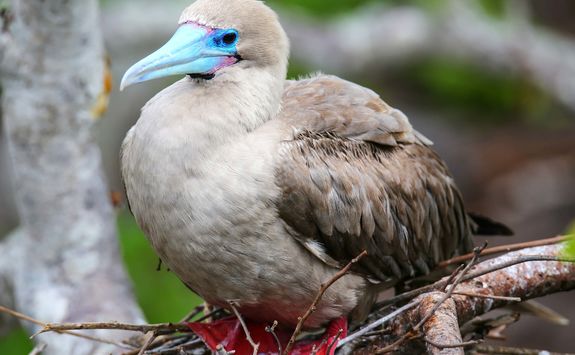 Red footed booby