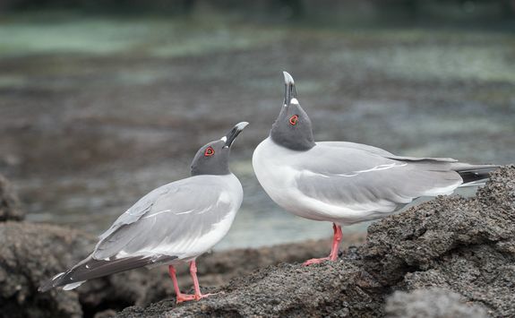 Swallow tailed gulls