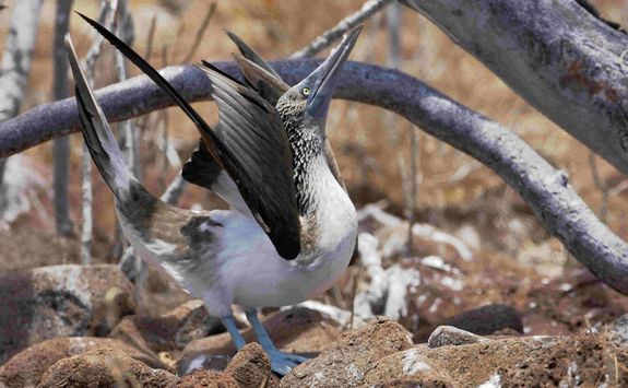 Blue footed booby
