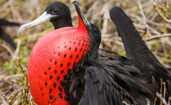 Red chested frigate bird