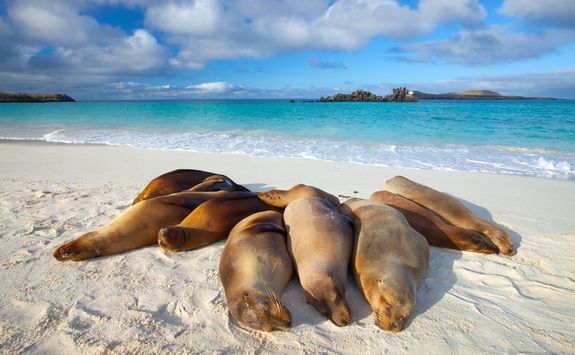 Sleeping sea lions