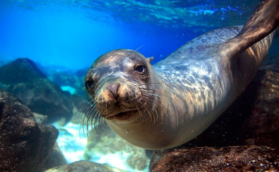an underwater photo of a sea lion