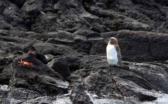 A penguin on lava rock