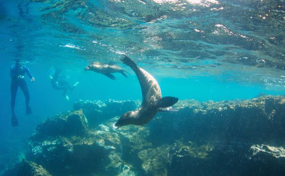 Snorkelling with sea lions