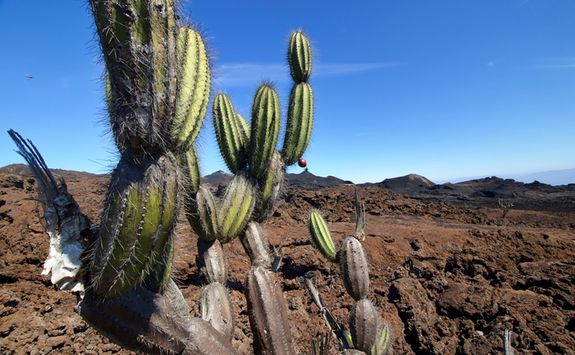 cactus plants on black sand