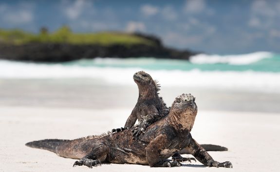 galapagos land iguana