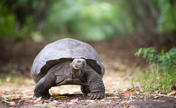 a giant galapagos tortoise