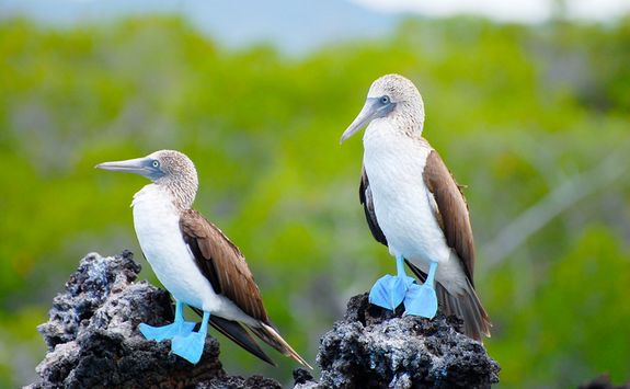 blue footed boobies