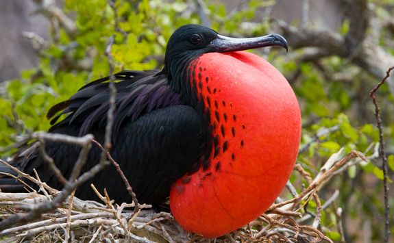 a red bellied fregate bird