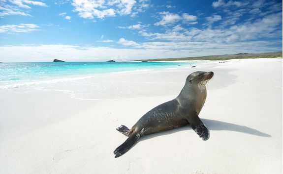 a sea lion on a white sandy beach