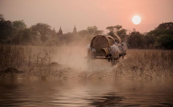 Oxen cart in Bagan