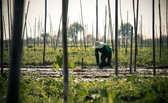 Farmer at Inle Lake
