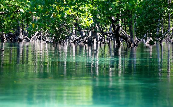 Mangroves in Burma