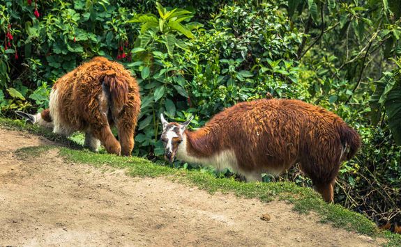 Llamas on the Inca Trail