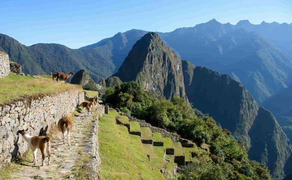 Llamas at Machu Picchu