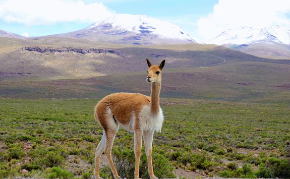 Vicuna on mountain pass