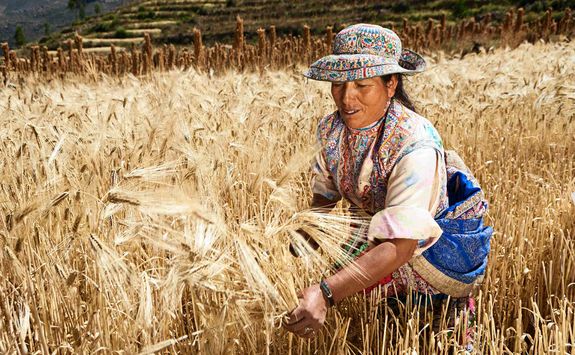 Peruvian woman harvesting