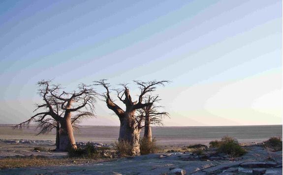 Baobabs in Botswana