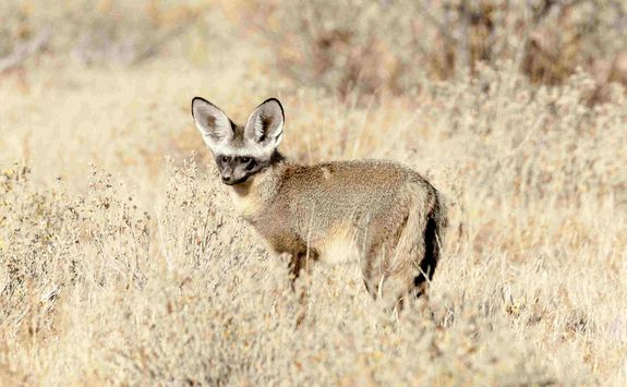 Bat eared fox