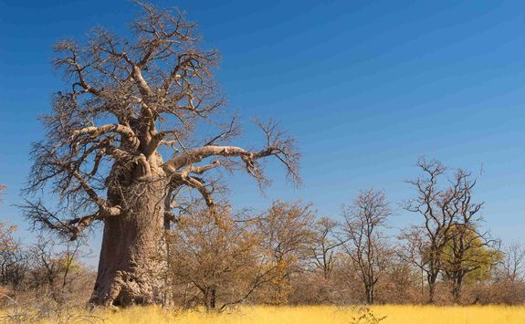 Baobab tree