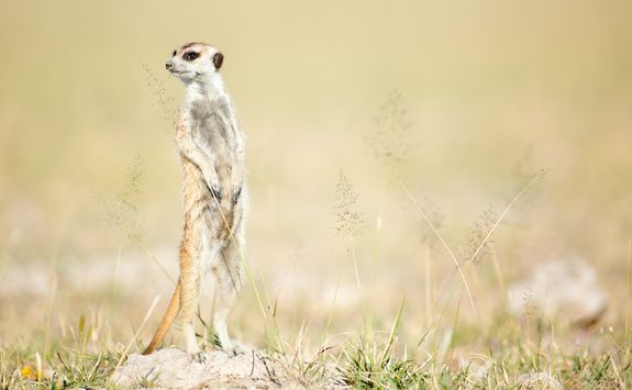 meerkat on the lookout