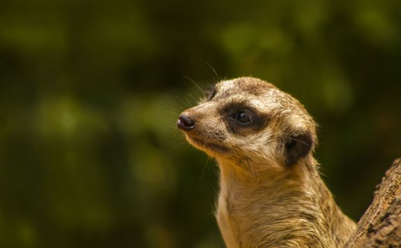 Meerkat up close